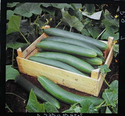 Picture of Organic Cucumber Tanja